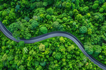 An aerial view of a winding road snaking through a dense green forest canopy