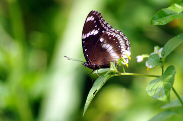 Butterflies are feeding on leaves, blowing in the wind.