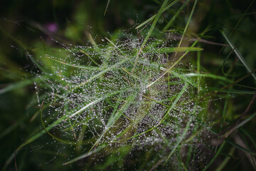 Mit Tau bedecktes Spinnennetz auf Gras
