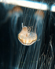 Ethereal Jellyfish in Vibrant Aquariums