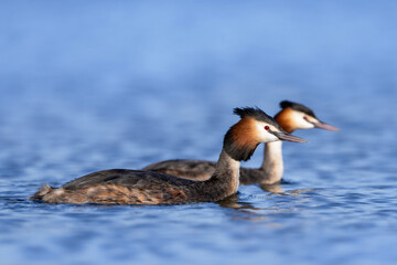 Great crested grebes, pair of waterbirds in spring, close up