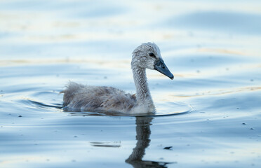 Mute swan, cute cygnet in the water
