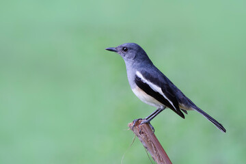 Oriental magpie-robin, Copsychus saularis in Thailand