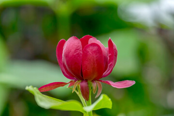 Echter Gew&uuml;rzstrauch (Calycanthus floridus)