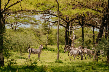 A herd of zebras in savanna.