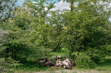 Obraz premium White-backed vulture in african savanna.