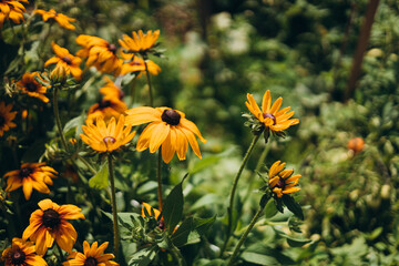 Coneflower, Rudbeckia hirta is a medicinal plant and a flower with yellow flowers. Orange coneflowers in bloom at summer.