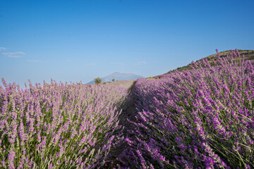 Lavanda San Felices Soria
