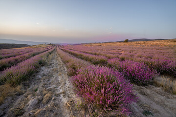 Lavanda San Felices Soria