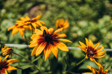 Coneflower, Rudbeckia hirta is a medicinal plant and a flower with yellow flowers. Orange coneflowers in bloom at summer.