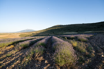 Lavanda San Felices Soria