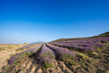Lavanda San Felices Soria