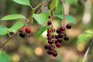 Prunus serotina, wild black cherry berries closeup selective focus