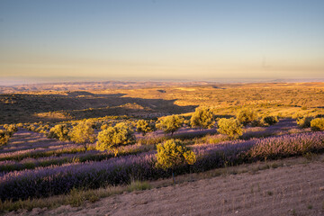 Lavanda San Felices Soria
