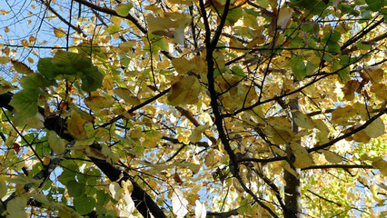 Beautiful view of a park in La Spezia with autumn colors