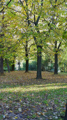 Naklejka premium Beautiful view of a park in La Spezia with autumn colors