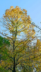 Beautiful view of a park in La Spezia with autumn colors