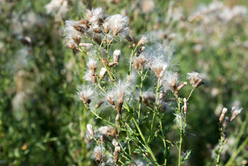 Creeping thistle,.Cirsium arvense fluffy flowers closeup selective focus
