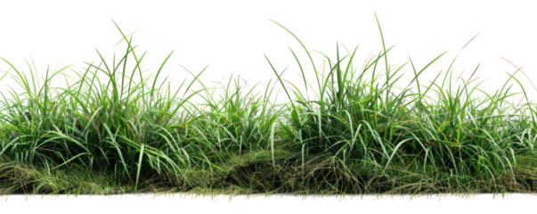 Lush green grass with vibrant accents, ideal for landscaping, nature themes, and outdoor scenes, bringing a fresh feel to any project.