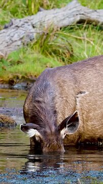 
A sambar deer wades through shallow waters, feeding on aquatic plants and demonstrating its adaptability and dependence on water vegetation for nourishment.