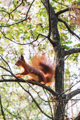 A little cute one brown wild squirrel sitting on a thin branch of a tree in the autumn forest with green, and yellow leaves and needles. Small red-headed wild rodent Sciurus vulgaris with black eyes. 