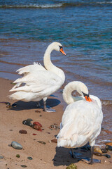 Zwei Schwände am Meer. Ein Schwan schaut auf das Wasser und der anderer Schwan putzt sein...