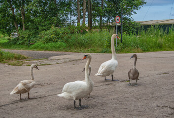 Zwei Elternschwäne mit ihrem Nachwuchs laufen über Steine in der Nähe eines Gewässers