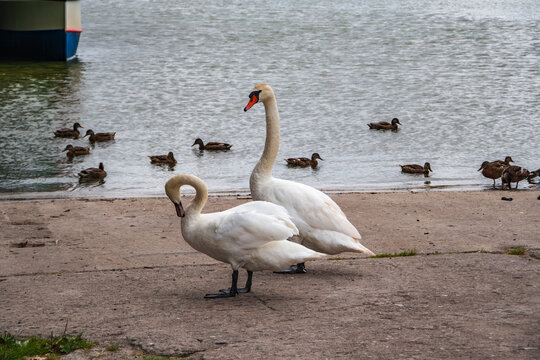 Zwei Elternschw&auml;ne haben ein wachsames Auge auf ihren Nachwuchs