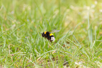Close Up of a native Buff-tailed Bumblebee, Bombus terrestris, flying over meadow against blurred green background of grass leaves