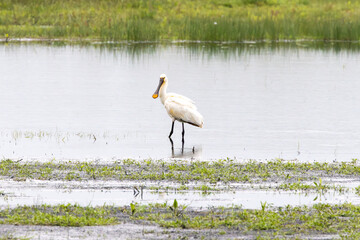 Close up of  a Spoonbill, Platalea leucorodia, wading and foraging in a flooded nature reserve with reflection in rippling water surface along Rolder Diep in the Dutch province of Drenthe