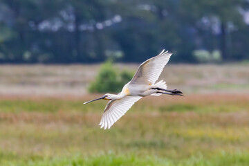 Close up of low flying Spoonbill, Platalea leucorodia, above natural habitat and new nature in the catchment area of ​​the Rolder Diep part of the Drentse Aa against blurred background