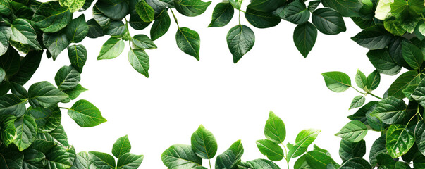 Fototapeta premium A lush arrangement of green leaves framing a blank space, perfect for nature-themed designs and creative projects.