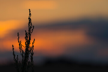 Aufnahme von Gr&auml;sern als Silhouette im Gegenlicht des Sonnenuntergangs