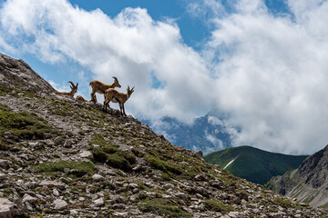 Austrian alps mountains four Steinbock Alpine ibex Capra ibex
