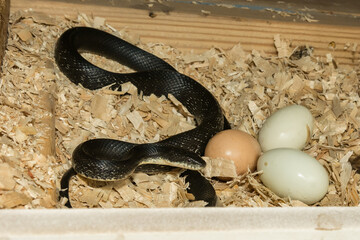 Black Rat Snake Stealing Eggs from a Chicken Coop © ondreicka