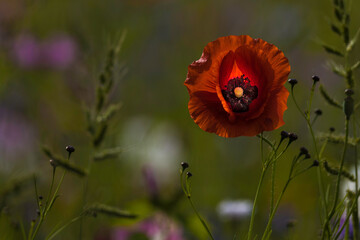 Aufnahme von Klatschmohn in einem Wildblumenfeld.