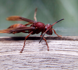 A stunning microphotography shot of a redhead paper wasp (Polistes sp.), showcasing its intricate details as it clings to a glass surface.