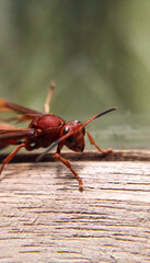 A stunning microphotography shot of a redhead paper wasp (Polistes sp.), showcasing its intricate details as it clings to a glass surface.