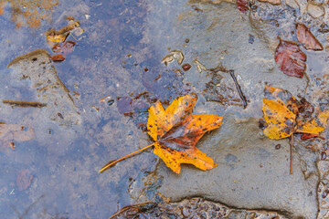 Colorful fall maple leaves in rain puddle, floating autumn leaf. October weather, november nature background