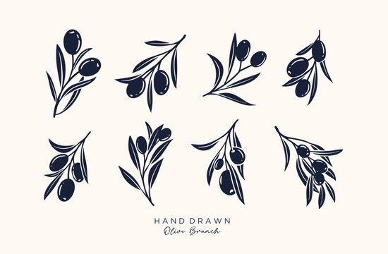 Olive Branch and olive oil logo or olive icon, herbs elements in vector format, floral olive frame and border virgin oil,  hand drawn olive branch botanical