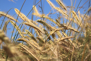Ears of rye close up with selective focus. Grain ripening on the field. Field of rye. Agriculture. Rural landscape. Concept of growing grain harvest