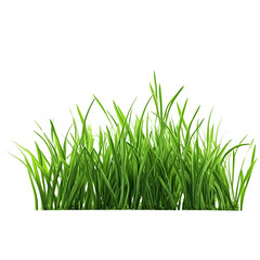Obraz premium Grass on a transparent background