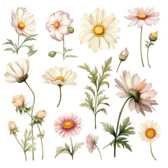 Fototapeta premium vintage illustrator daisy watercolor style