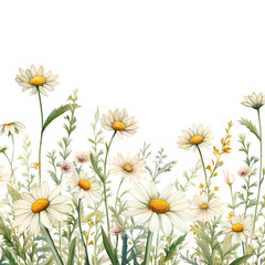 Obraz premium watercolor wild flower border daisy traditional