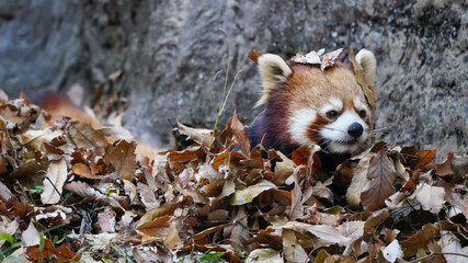 red panda in dry leaves 