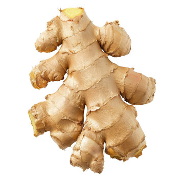 Fresh ginger root showcasing its unique texture and natural color, isolated on a white background, transparent background.