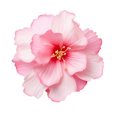 Pink Flower on transparency background