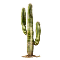 Saguaro Cactus on transparency background