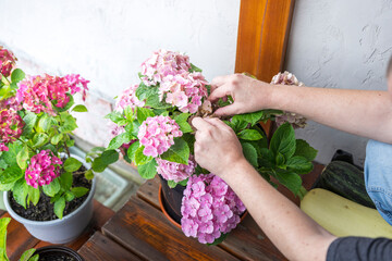 A person delicately prunes a potted hydrangea plant, with vibrant pink blooms against lush green...
