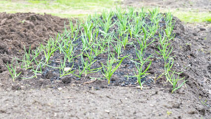 A row of plants are growing in the dirt. The plants are small and green.